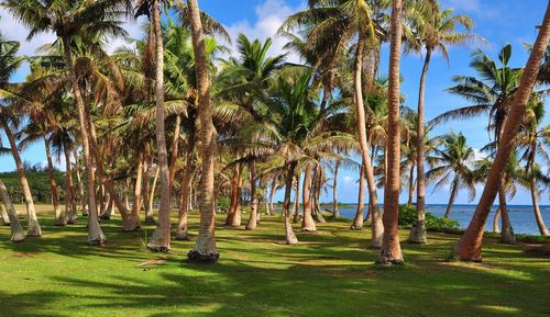 Palm trees by sea against sky