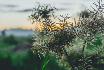 Close-up of plant against sky