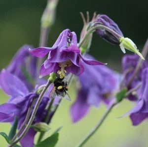 Close-up of purple flowers