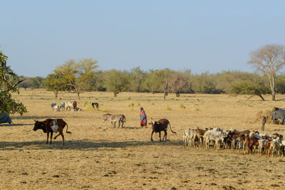 Horses in a field