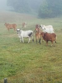 Cows on field against sky