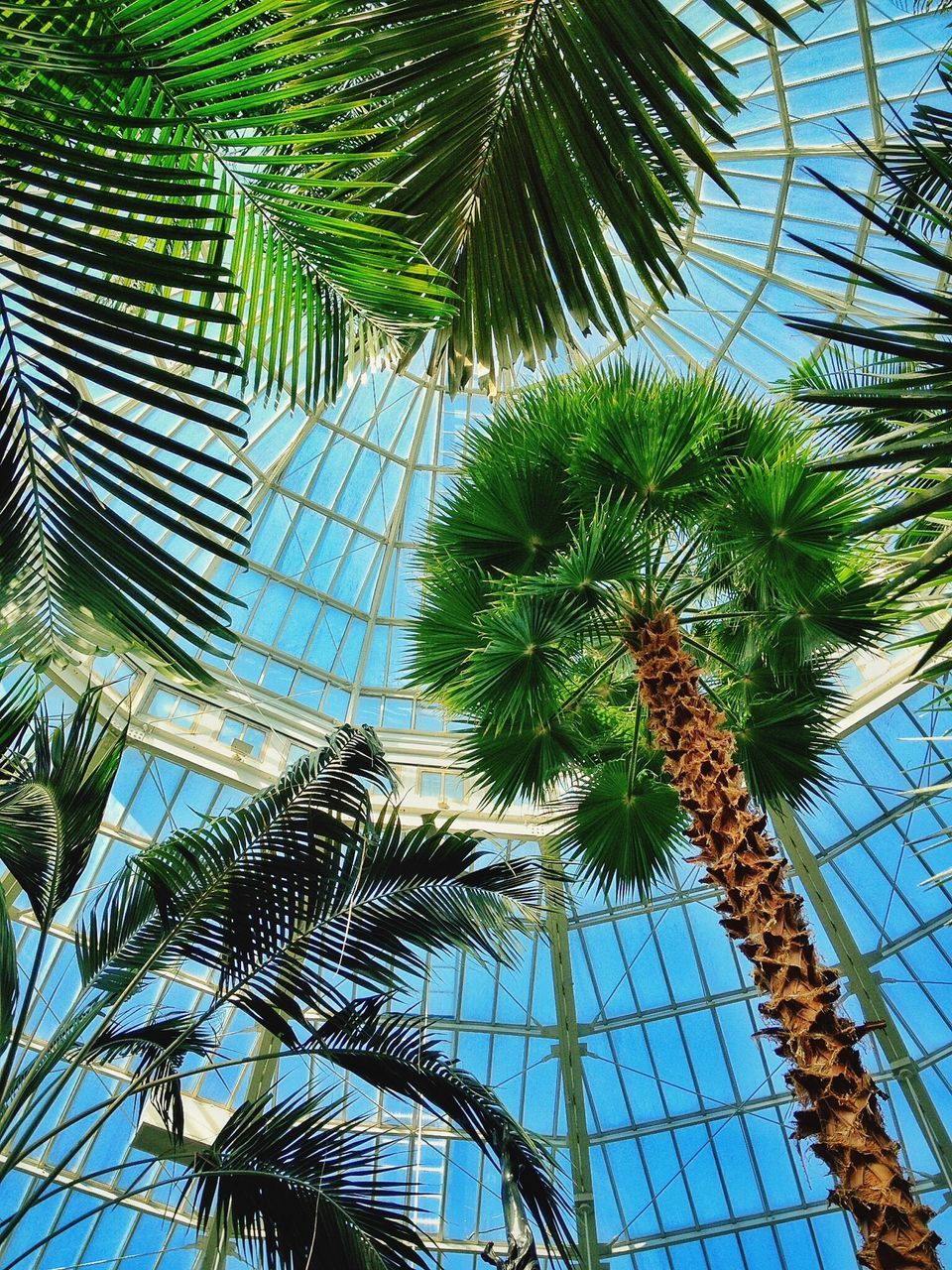 low angle view, tree, palm tree, growth, branch, palm leaf, built structure, architecture, sky, leaf, green color, tall - high, day, building exterior, nature, no people, outdoors, pattern, backgrounds, blue