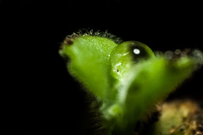 Close-up of plant over black background