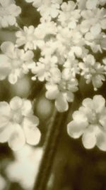 Close-up of white flowers