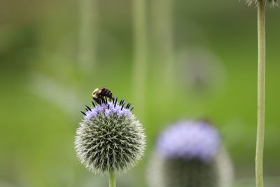 Close-up of bee on purple flower