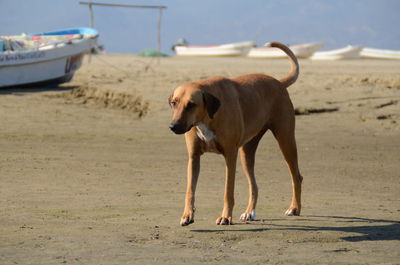 Dog standing on beach