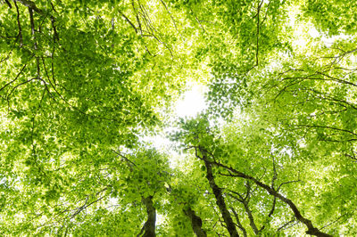 Low angle view of trees in forest