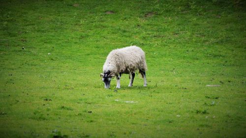 Sheep grazing on grassy field