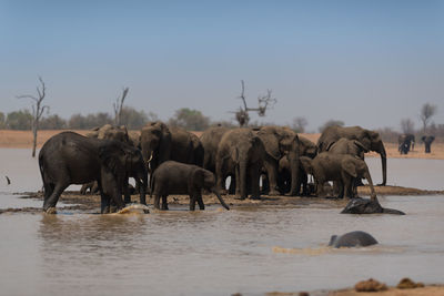 Horses in a river