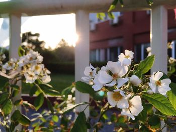 Close-up of white flowers blooming outdoors