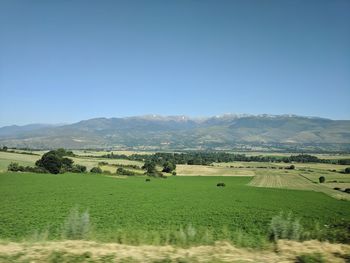 Scenic view of agricultural field against clear sky