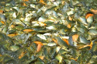 High angle view of koi carps swimming in pond