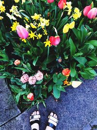 Low section of woman with pink flowers