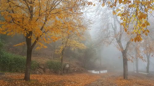 Trees in forest during autumn