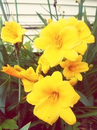 Close-up of yellow daffodil flowers
