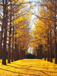 Trees in park during autumn