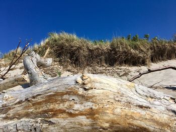 Low angle view of driftwood on tree trunk against clear sky