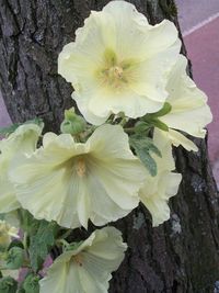 plant