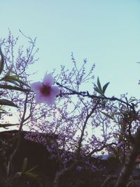 Low angle view of flowers blooming against sky