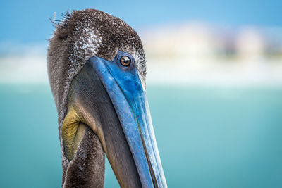 Close-up of a bird