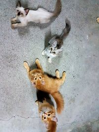 High angle view of cats