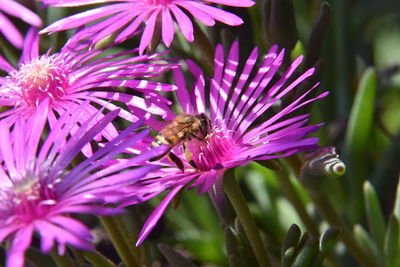 Close-up of bee on purple flower