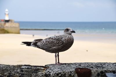 Seagulls perching on rock at seaside