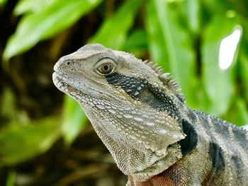 Close-up of lizard