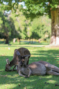 Mother and young grey kangaroos resting and eating on the grass of a natural park in australia