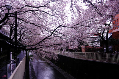 View of cherry blossom trees along road