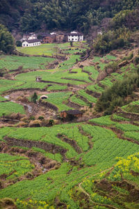 Scenic view of agricultural field