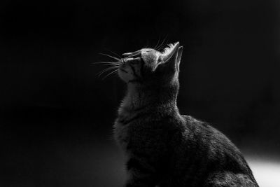 Close-up of a cat looking away