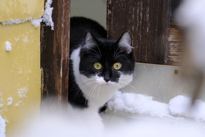 Portrait of black cat in snow