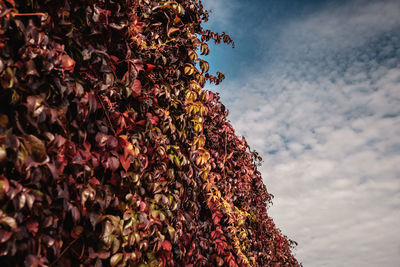 Low angle view of trees against sky