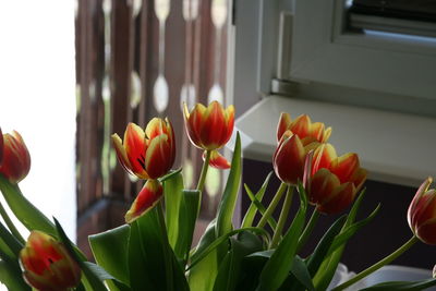 Close-up of yellow tulip flowers in window