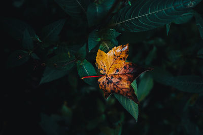 Close-up of maple leaves on plant