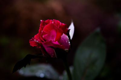 Close-up of pink rose