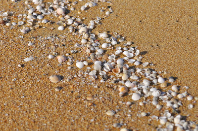 Close-up of shells on sand