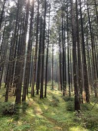 Trees growing in forest