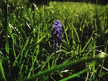 Close-up of purple crocus flowers on field