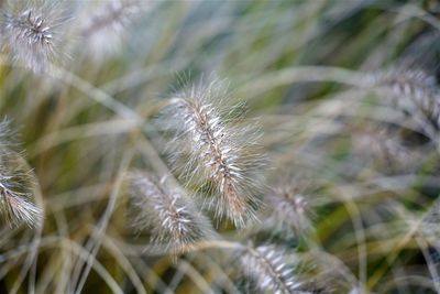 Close-up of dandelion