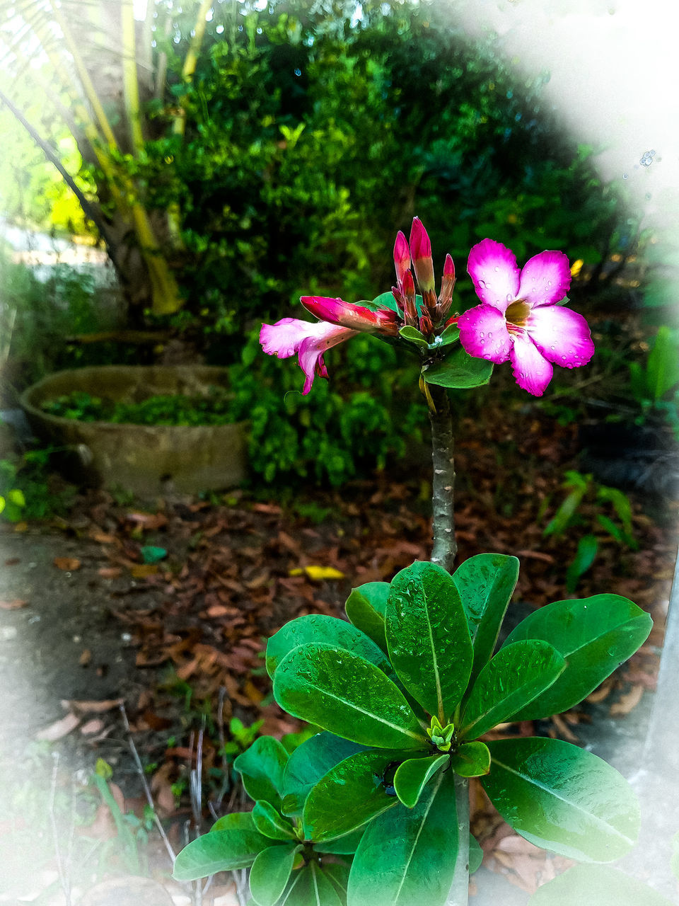 CLOSE-UP OF POTTED PLANT