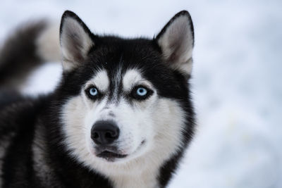 Portrait of dog