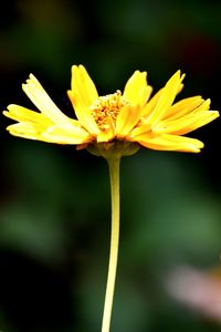 Close-up of yellow flowering plant