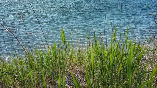 Plants growing on field