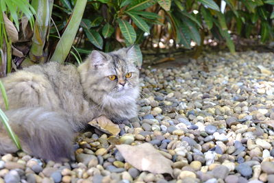 Cat lying on rock