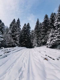 Snow covered pine trees on field against sky