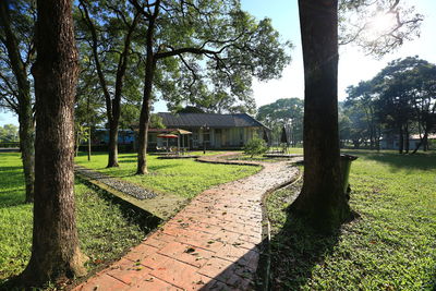 Shadow of trees on grass