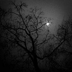 Low angle view of bare trees against sky at night