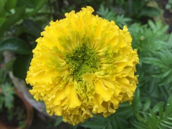 Close-up of yellow marigold blooming outdoors